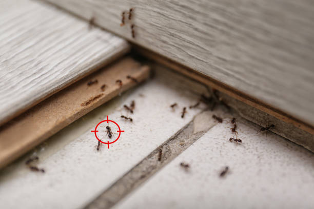 Best Best Pest Control Companies  in Milton Freewater, OR