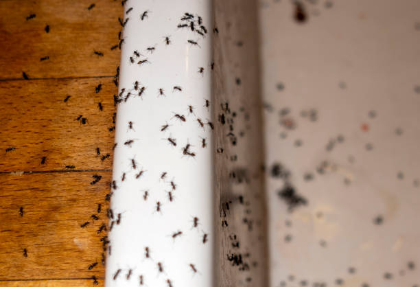 Best Bed Bug Extermination  in Milton Freewater, OR
